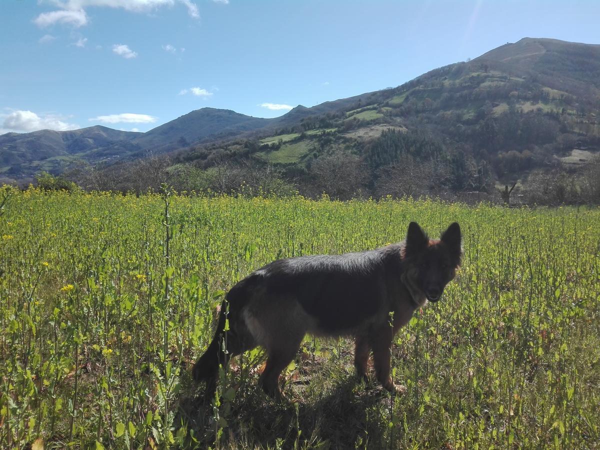 Agroturismo La Casona De Belmonte Ovinana  Dış mekan fotoğraf