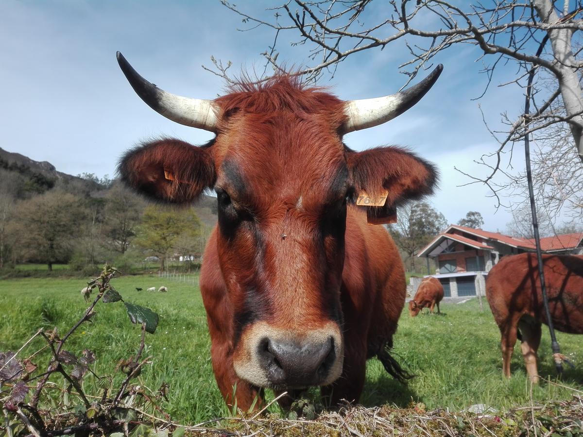 Agroturismo La Casona De Belmonte Ovinana  Dış mekan fotoğraf