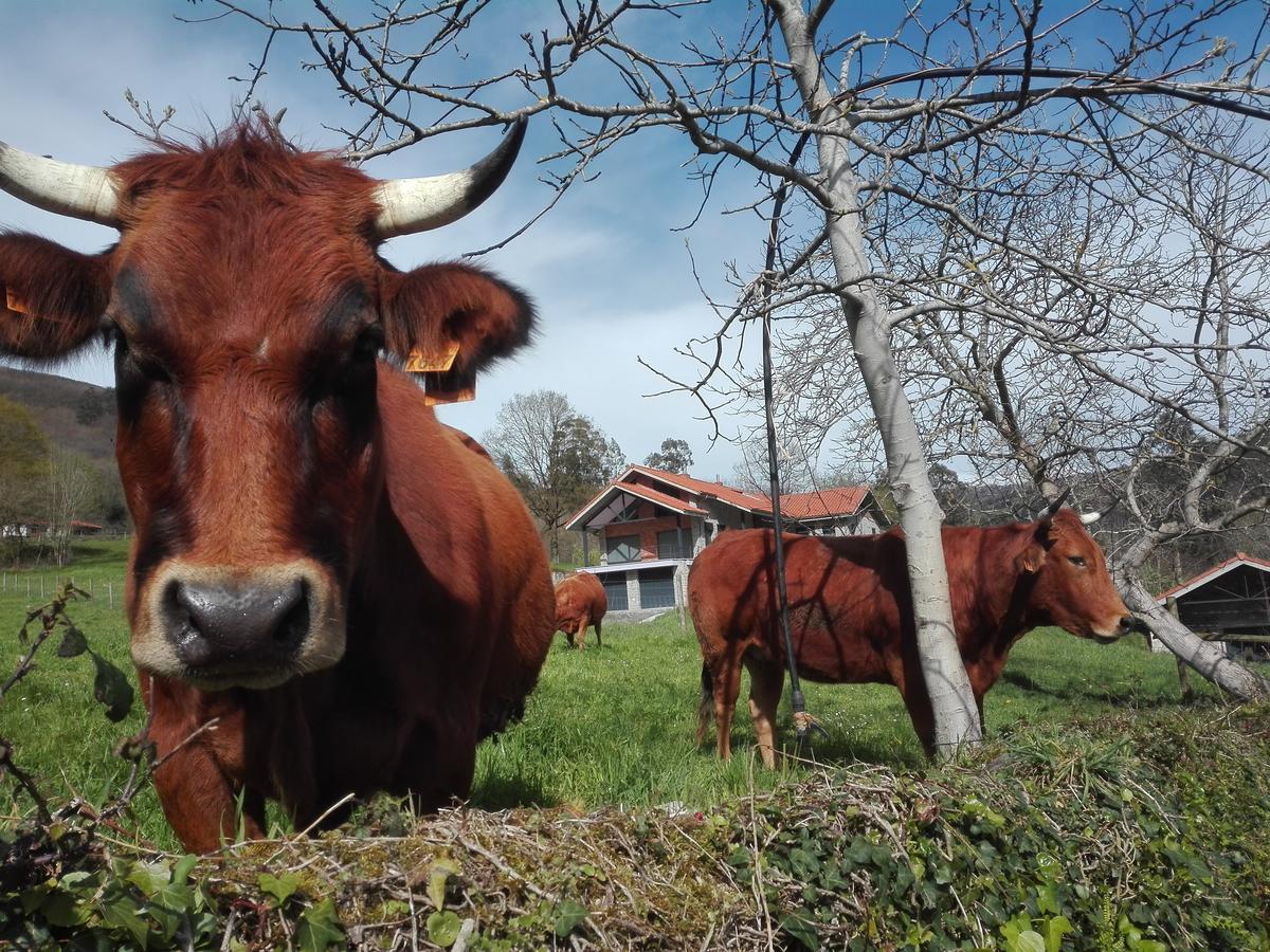 Agroturismo La Casona De Belmonte Ovinana  Dış mekan fotoğraf